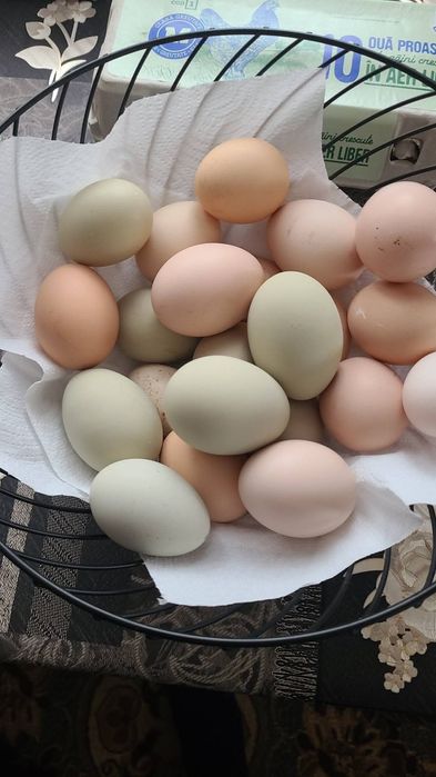 Ouă de moțate,barboase și încălțate