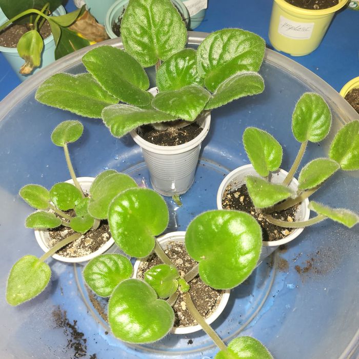 Комнатные растения