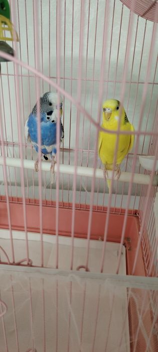 Продам 2 попугая веселого