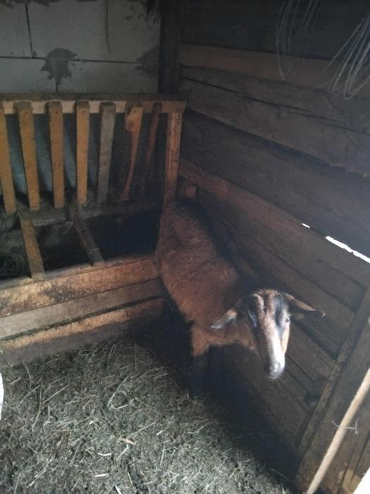 Vând două capre alpine franceze