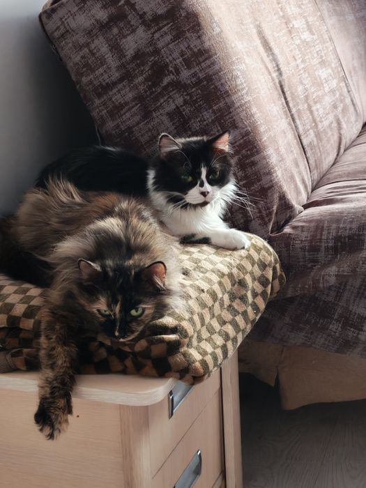 Котики  ищут дом