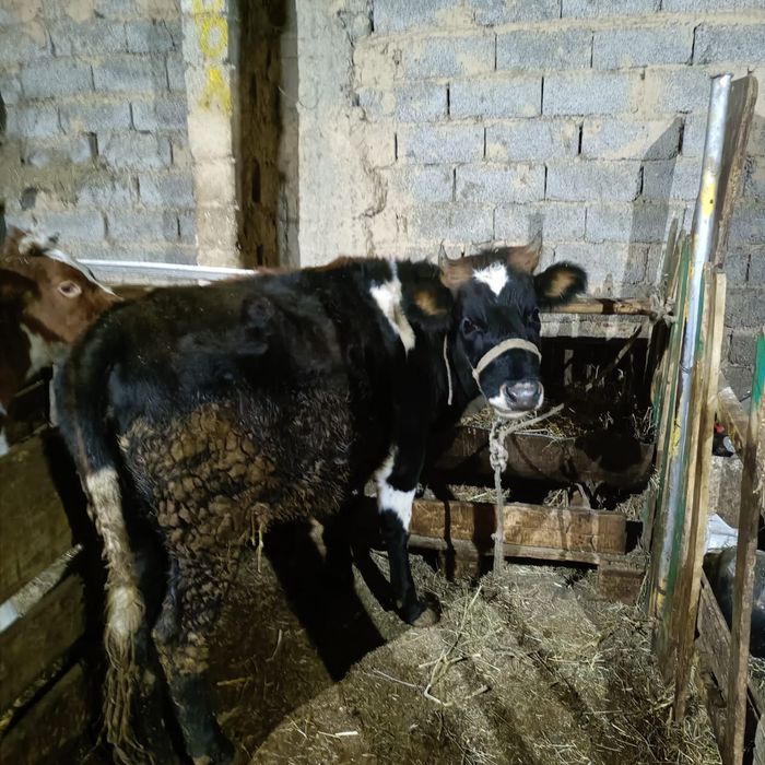 2 тана сатылады     .