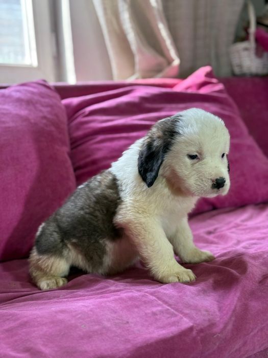 Малыши сенбернара