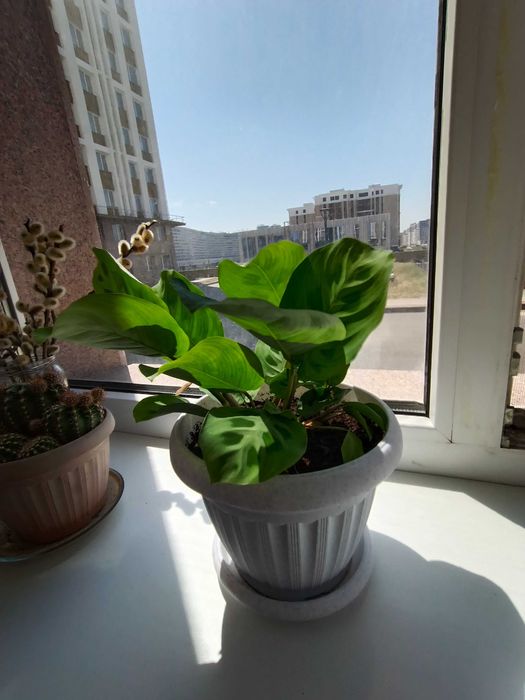Комнатные цветы Маранта