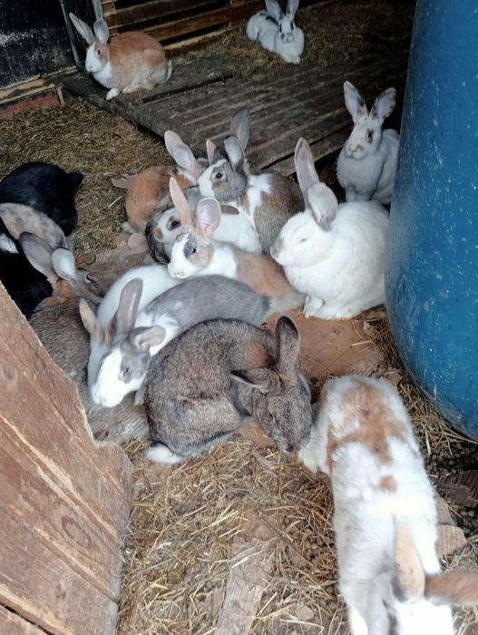 Vănd iepuri toate mărimile