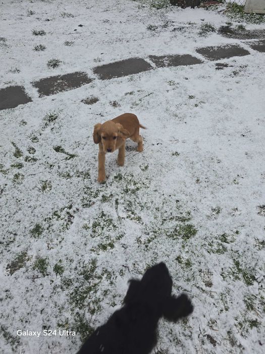 Koker na tiri meseca ima vaksini