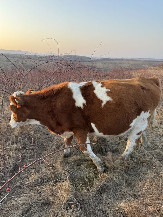Vaca de vanzare.    .