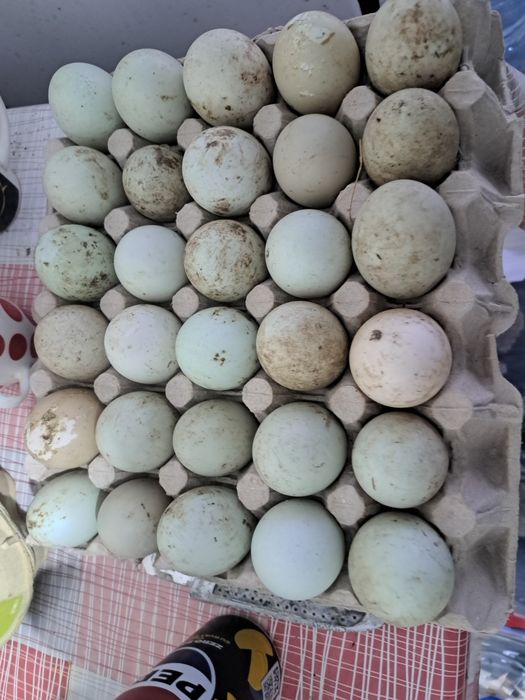 Vând ouă de Rată moțată Costesti • OLX.ro