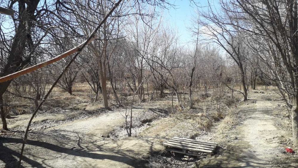 САЖЕНЦЫ. Көшеттер.