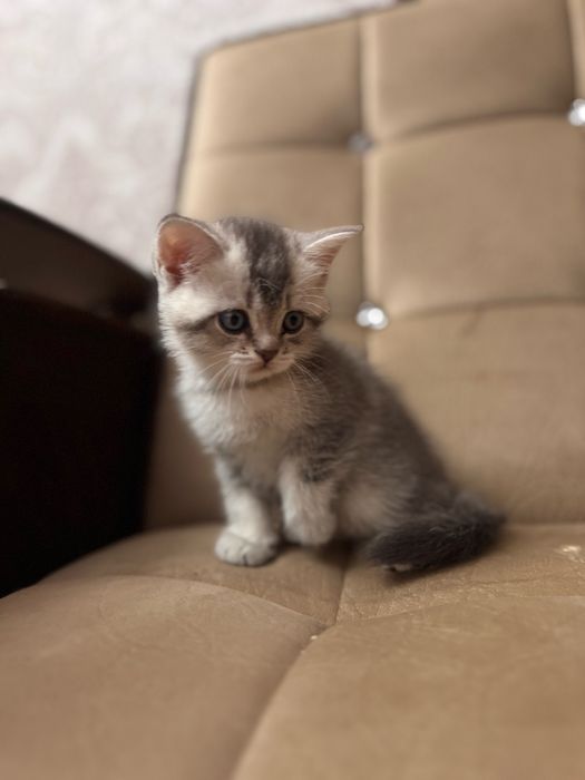 Продается срочно серебристая шиншила