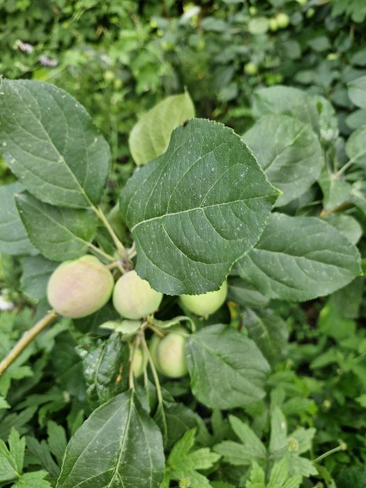 Продам дачу садоводство Металлург