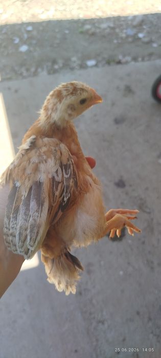 Pui rasă mixă 4 săptămâni 19 lei
