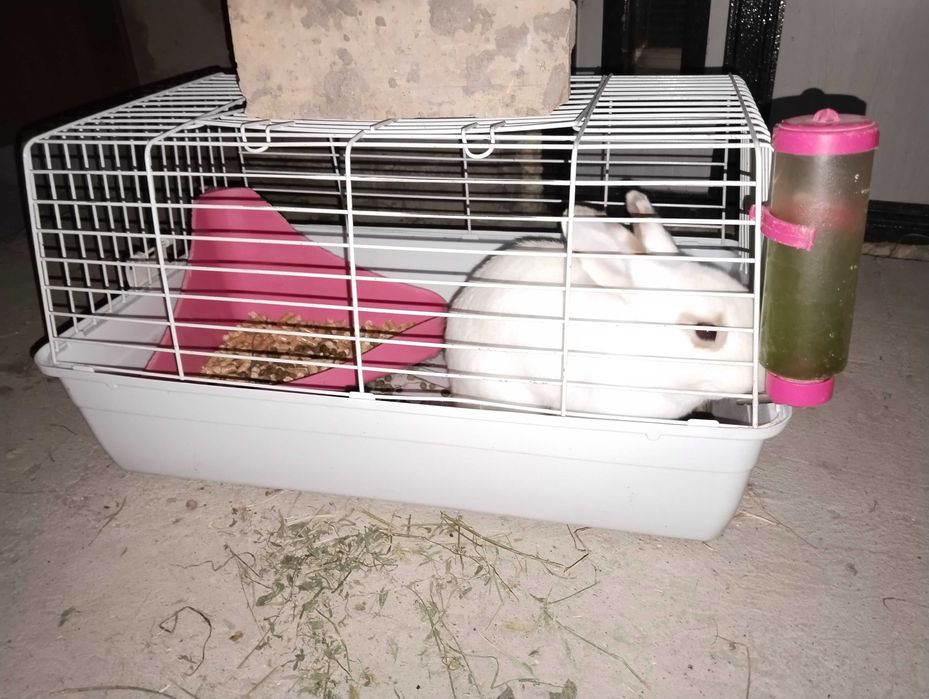 Декоративный кролик домашний