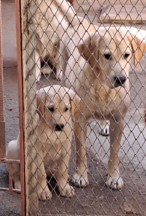 Продажа собак и щенков