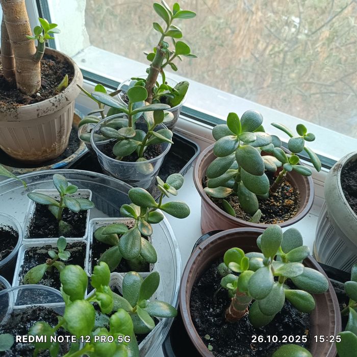 Комнатные растения