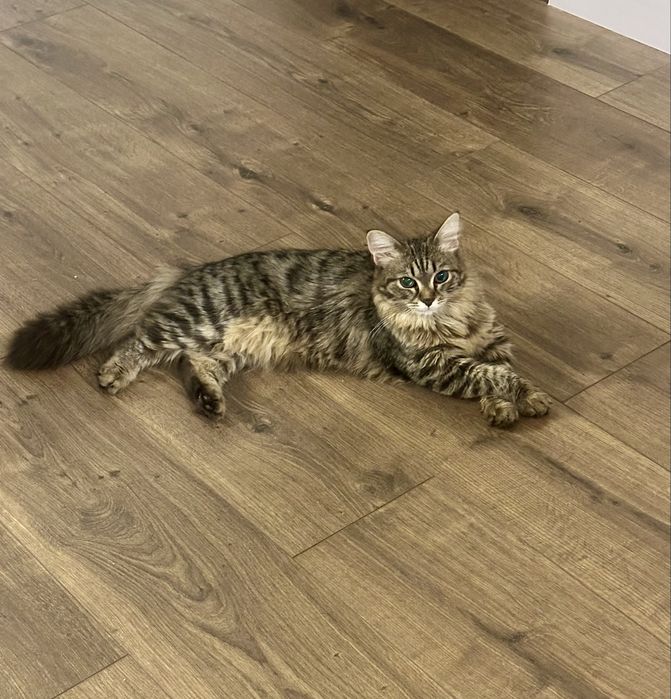 Срочно кошечка ищет дом