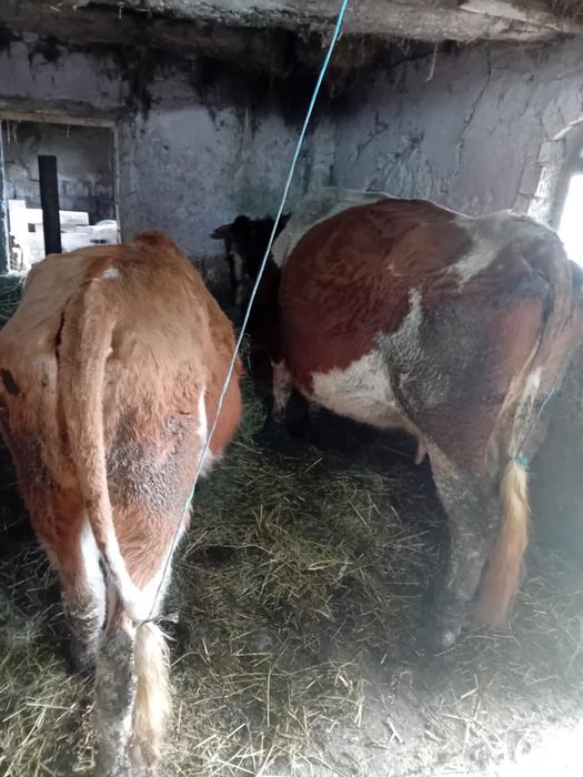 Vând  o vaca si o junincă gestante pe a9a luna