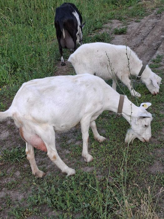 Коза дойная продам