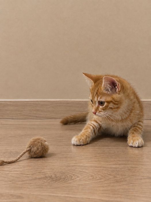 Котенок девочка.