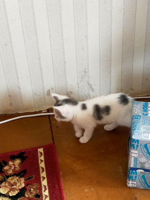 Отдам котят в добрые руки