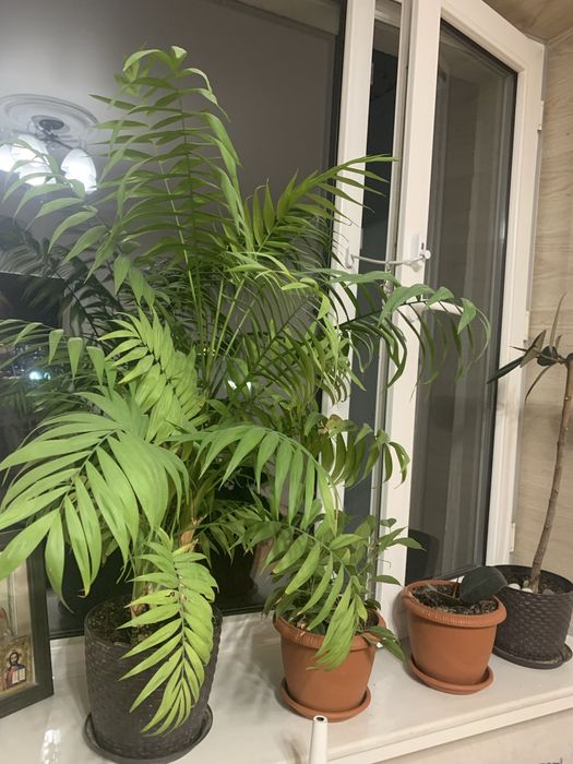 Продам пестрый Бенжамин , Пальму