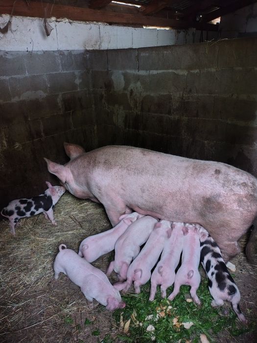 De vânzare două rase