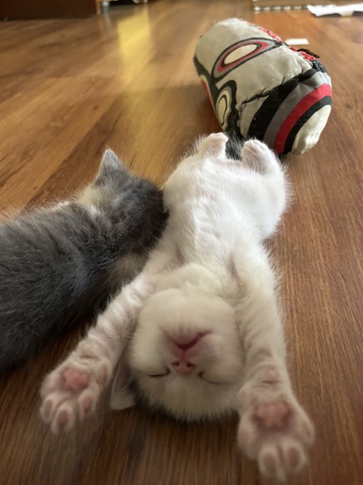 отдам котенка в хорошие руки