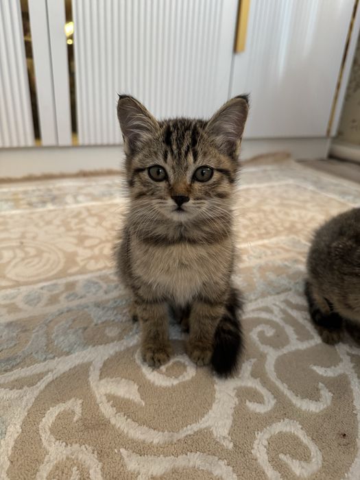 Отдам бесплатно котят
