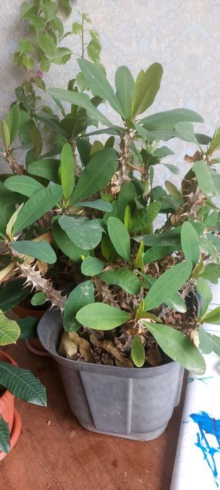 Молочай      Миля