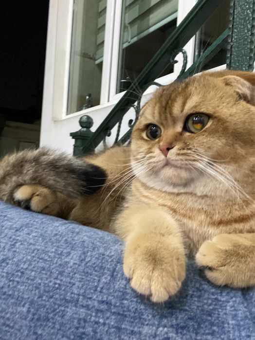 Вязка Британская золотая шиншилла