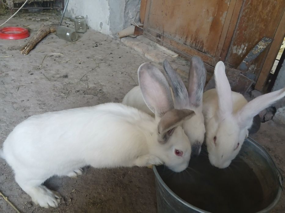 Filendir quyon200ming