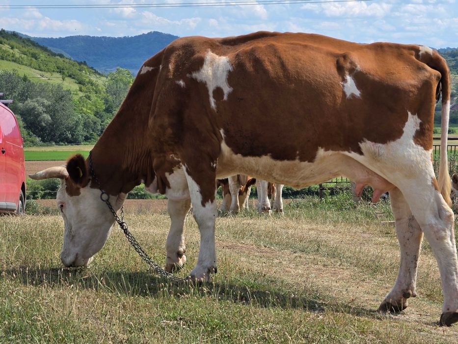 Două vaci și un taur de montă.