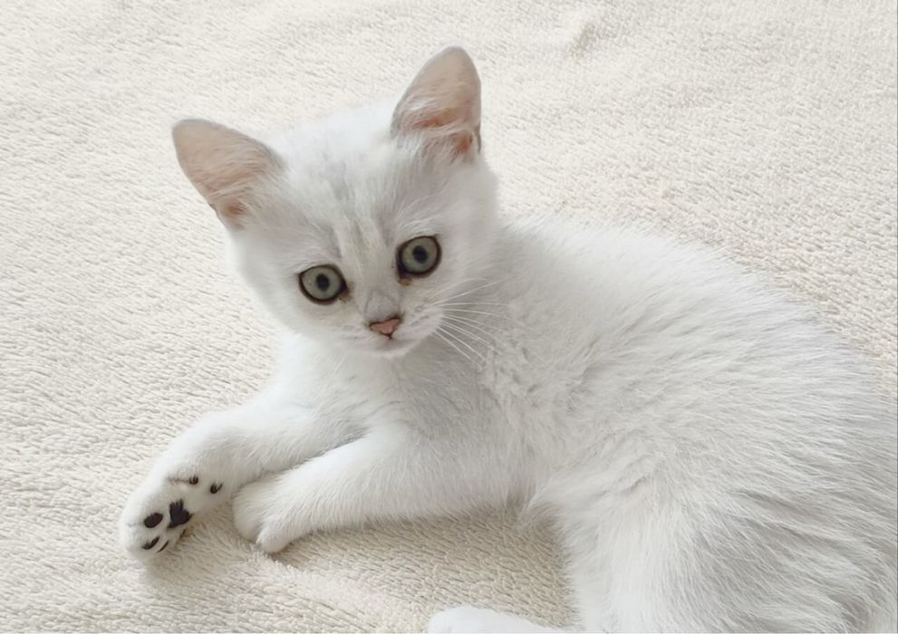 Британские котята серебристая шиншилла