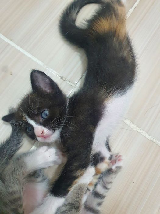 Отдам котят в добрые руки