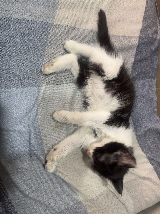 Котик бесплатно