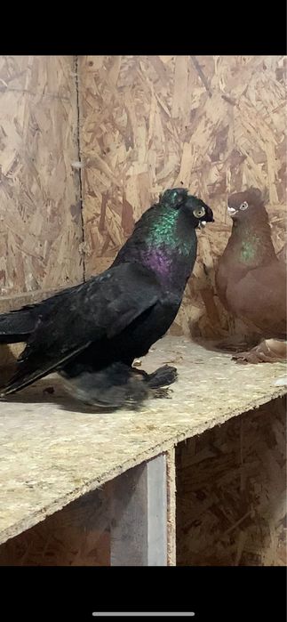 Голуби вольерные