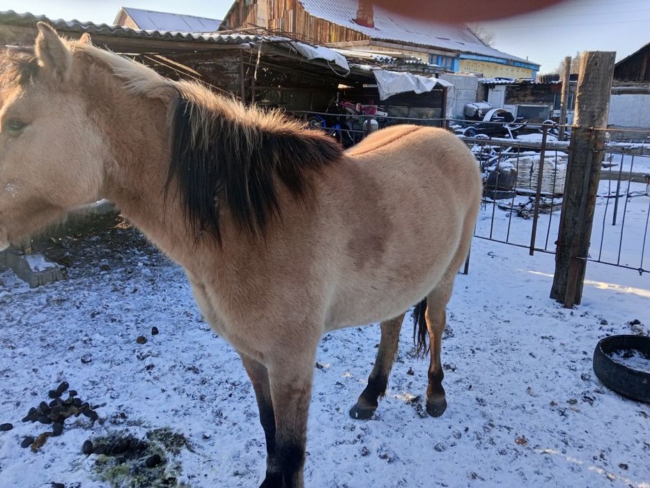 Продам байтал находится в рабочем посёлке