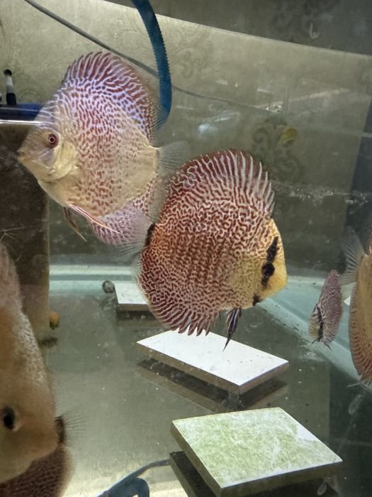 Мальки высокого качества от привозных производительей