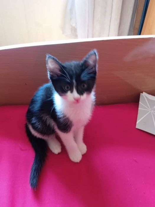Котята  в хорошие руки