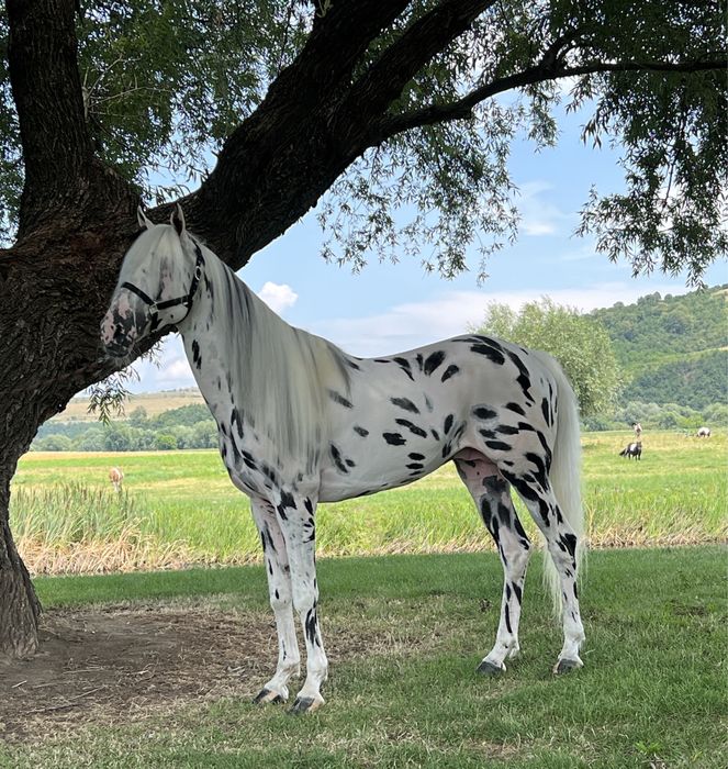 Armăsar Appaloosa echitație călărie