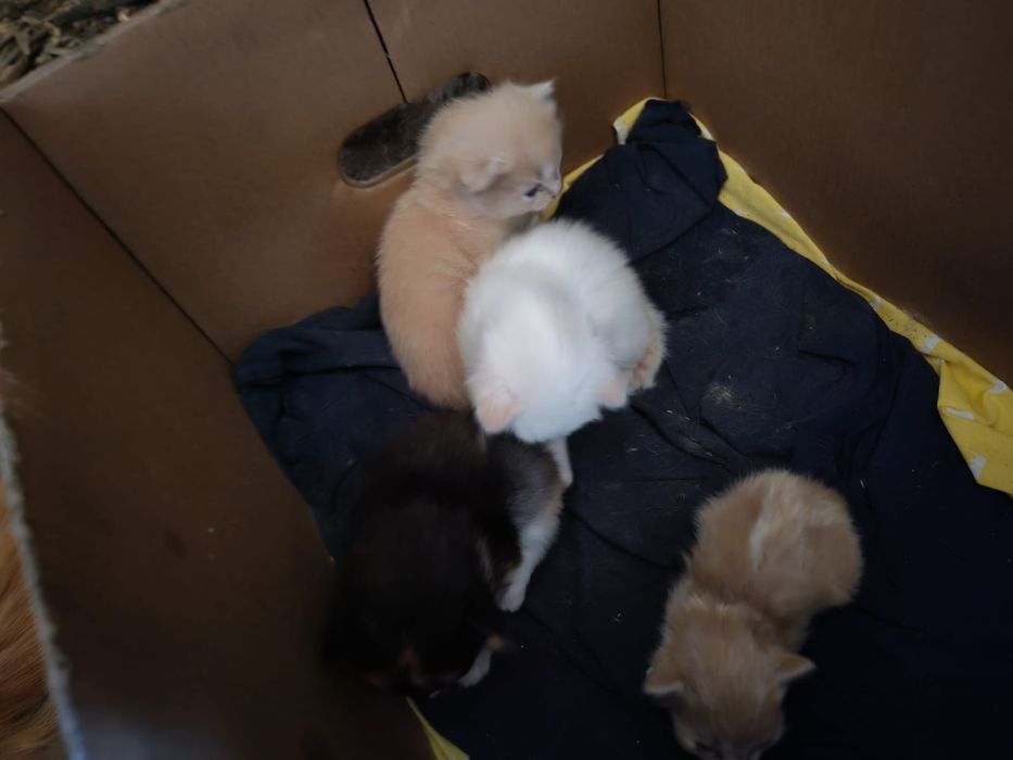Котята в добрые руки