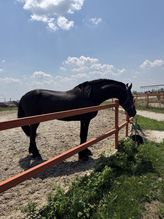 Armăsar Frizian KFPS de vânzare – calitate excepțională