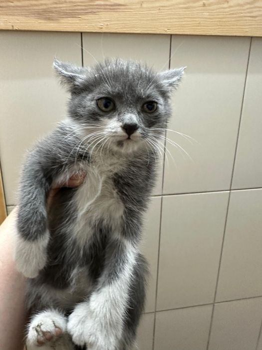 Бесплатно.  Отдам котят