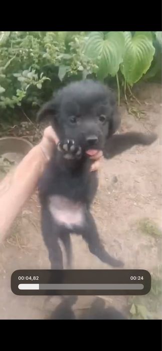 СРОЧНО отдам щенков СПАНИЭЛЬ 4 щенка