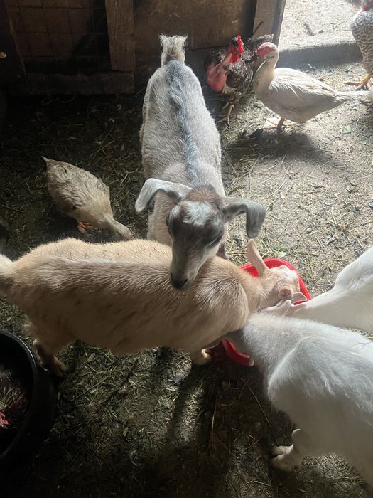 Iezi de vanzare fatati in februarie 2025