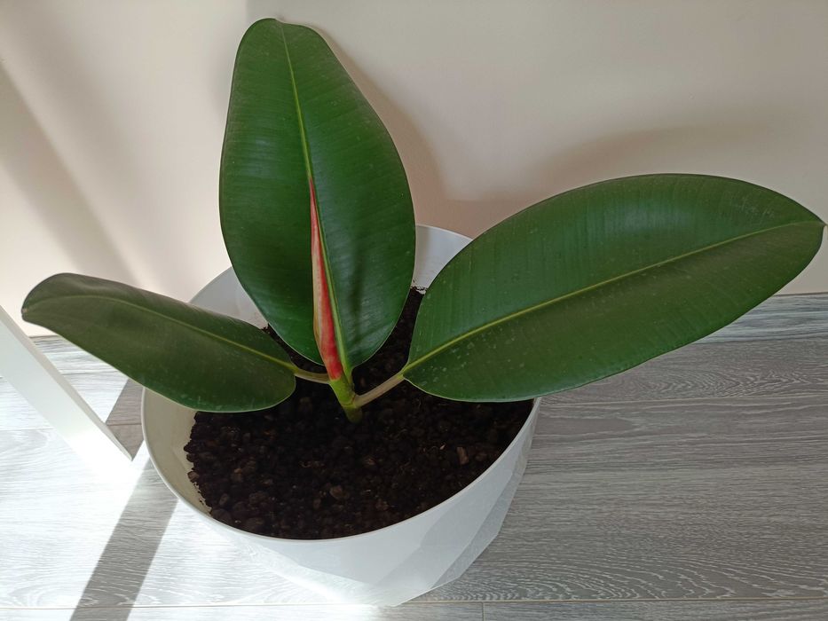 Puiet ficus clasic, livrare gratuită