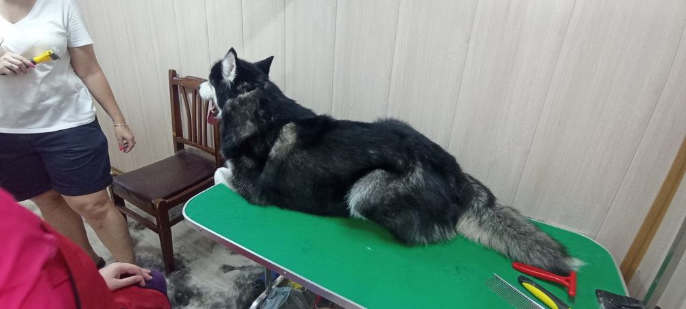 Стрижка, вычес, экспресс линька, купка и выгул животных