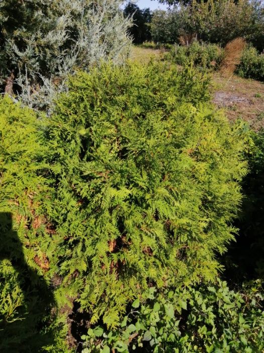 Thuja smaragd (tuia) 1 m -  2 m - plante ornamentale
