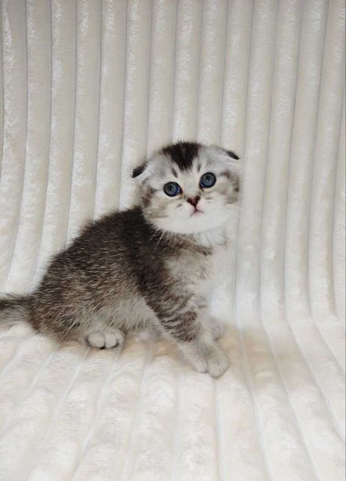 Продается котенок серебристая шиншилла, мальчик.