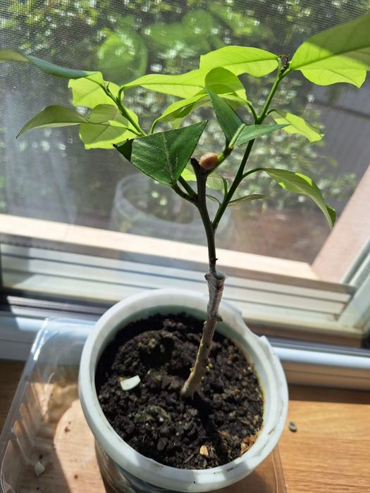 Lămâi altoiți Craiova.